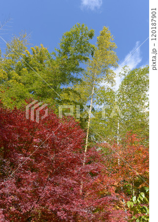 秋の常寂光寺 境内の紅葉 京都市右京区嵯峨 秋の常寂光寺 境内の紅葉 京都市右京区嵯峨 120187901