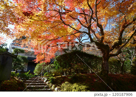 秋の常寂光寺 境内の紅葉 京都市右京区嵯峨 秋の常寂光寺 境内の紅葉 京都市右京区嵯峨 120187906