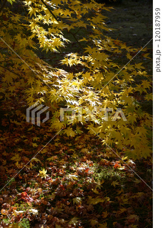 秋の清涼寺 境内の紅葉 京都市右京区嵯峨 秋の清涼寺 境内の紅葉 京都市右京区嵯峨 120187959
