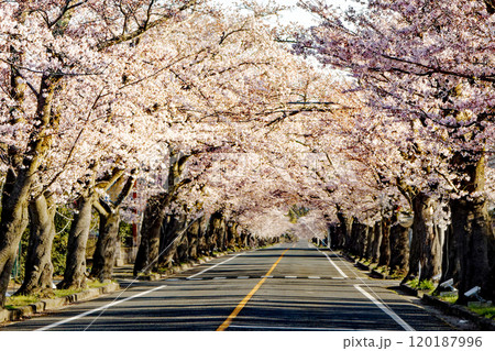 桜並木 120187996
