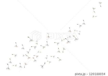 Dandelion Logo, Vector Plant Dandelion flower, Design Icon Template 120188034