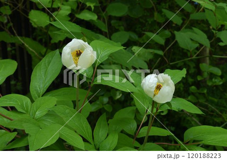 北摂の山で見た白色の花弁の中に見える黄色の雄しべが綺麗なヤマシャクヤクの花二輪 120188223