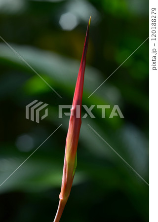 ヘリコニアの蕾 120188279