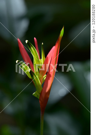 ヘリコニア 120188280