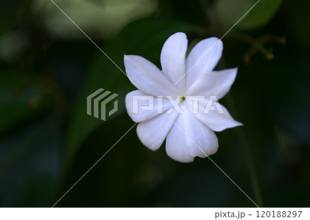 シャムソケイ シャムソケイ 120188297