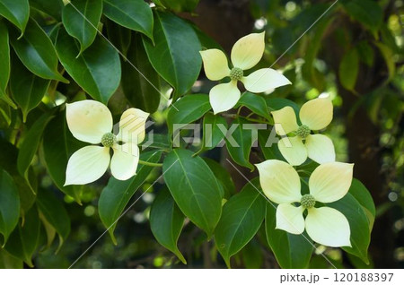 六甲で見た中心に集まった花の花序を僧兵の坊主頭に白色の総萼片を白色の頭巾に見立てたヤマボウシの花 六甲で見た中心に集まった花の花序を僧兵の坊主頭に白色の総萼片を白色の頭巾に見立てたヤマボウシの花 120188397