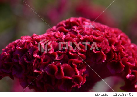 ケイトウ 120188400