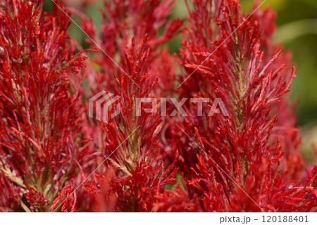 ケイトウ 120188401