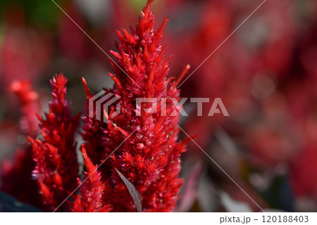 ケイトウ ケイトウ 120188403