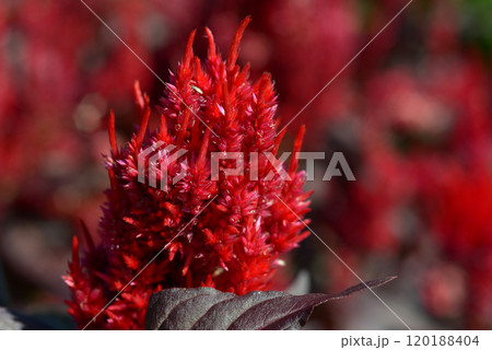 ケイトウ ケイトウ 120188404