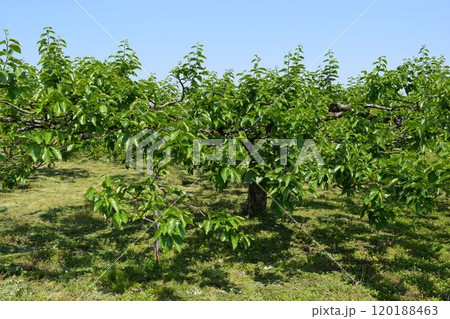 柿の木 山形県庄内 120188463