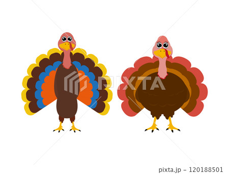 Turkey funny thanksgiving on white background  120188501