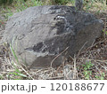 ひび割れた石(草むらに置いてある石) 120188677