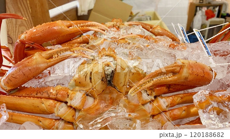 日本海で撮れたカニ 新鮮でこれから調理 日本海で撮れたカニ 新鮮でこれから調理 120188682