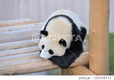 遊具の上でくつろぐ陽浜 120188713