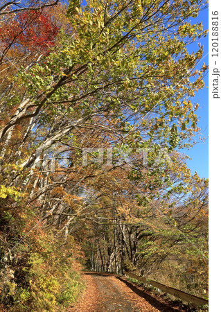 晩秋の一ノ倉沢までのトレッキングコースの紅葉 ( 山岳資料館からマチガ沢 ) 晩秋の一ノ倉沢までのトレッキングコースの紅葉 ( 山岳資料館からマチガ沢 ) 120188816