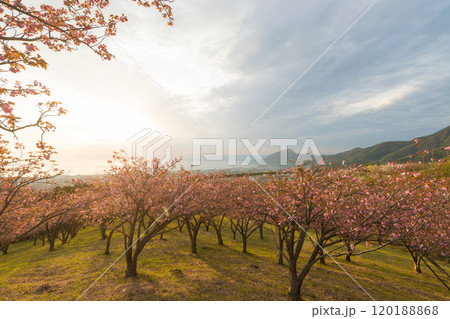 扇山のぼたん桜（大分県別府市） 120188868