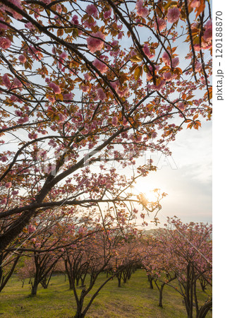 扇山のぼたん桜（大分県別府市） 120188870