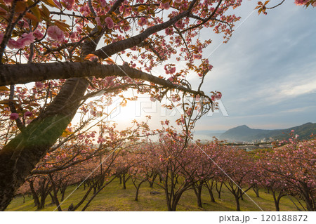 扇山のぼたん桜（大分県別府市） 120188872