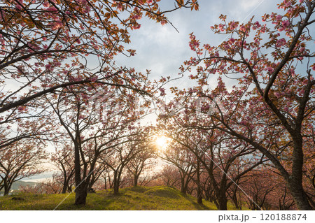 扇山のぼたん桜（大分県別府市） 120188874