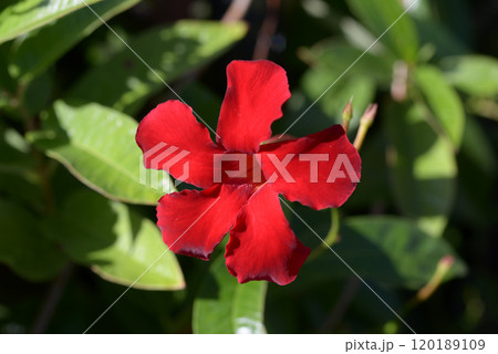 マンデビラ・サンパラソル 120189109