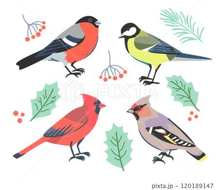 Vector illustration of cute winter birds, red cardinal, bullfinch, tit for Christmas and New year postcards, greeting cards and banners. 120189147
