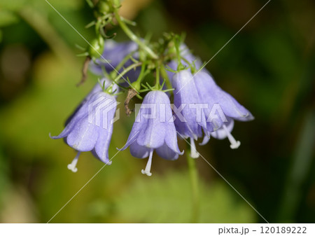 ツリガネニンジン 120189222