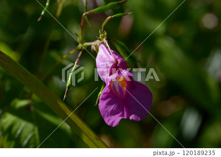 ツリフネソウ ツリフネソウ 120189235