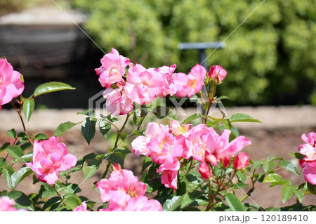 バラの花 花霞 バラの花 花霞 120189410