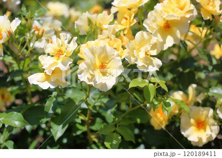 バラの花 きんれんぽ バラの花 きんれんぽ 120189411