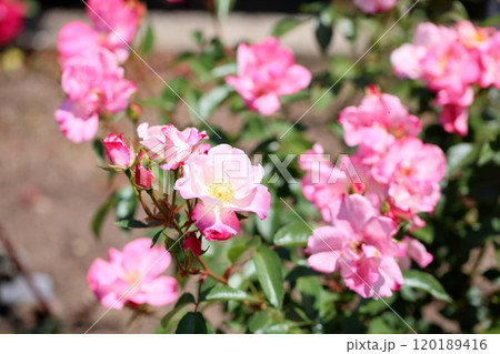 バラの花 花霞 バラの花 花霞 120189416