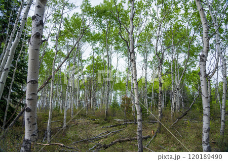 White Birch Forest in summer. Old fort point trail. Jasper National Park, Alberta, Canada. Canadian Rockies. 120189490