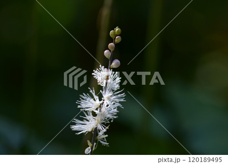 イヌショウマ イヌショウマ 120189495