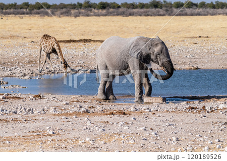African Elephant drinking at a waterhole 120189526
