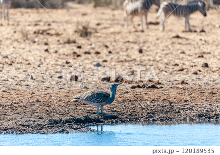 A Kori Bustard, standing on the edge of a waterhole 120189535