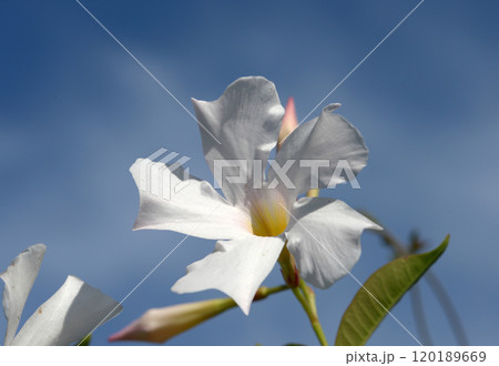 マンデビラ 120189669