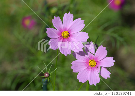 ピンクのコスモス 120189741
