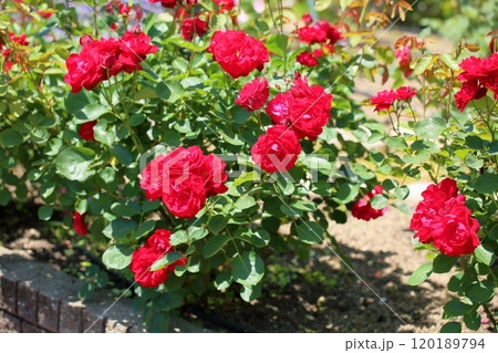 バラの花 リリーマルレーン バラの花 リリーマルレーン 120189794