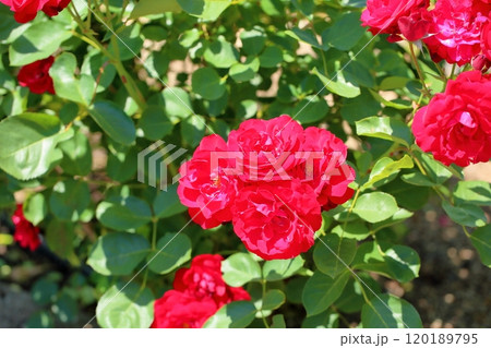 バラの花　リリーマルレーン 120189795
