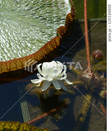 オニバスの花 オニバスの花 120189808