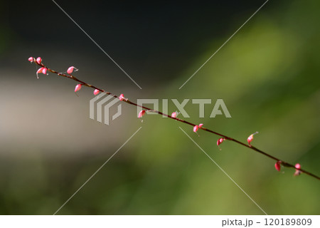 ミズヒキ 120189809