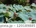 蓮の花のある風景 120189885