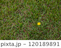 芝生の上に咲く一輪の黄色い花 120189891