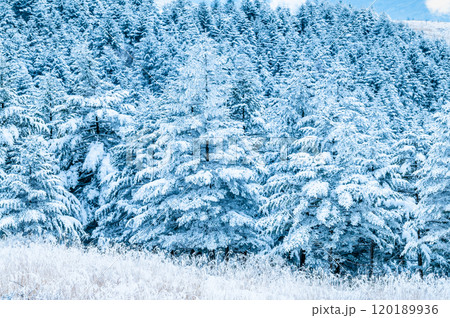 雪景色の写真素材 [120189936] - PIXTA