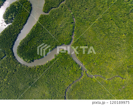 Amazing abundant mangrove forest, Aerial view of forest trees Rainforest ecosystem and healthy environment background, Texture of green trees forest top down, High angle view 120189975