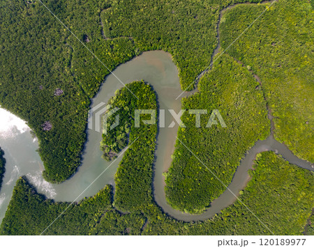 Amazing abundant mangrove forest, Aerial view of forest trees Rainforest ecosystem and healthy environment background, Texture of green trees forest top down, High angle view 120189977