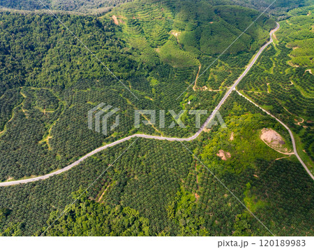 Aerial view Tropical Rainforest trees mountains,Top view green forest background 120189983
