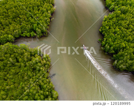 Amazing abundant mangrove forest, Aerial view of forest trees Rainforest ecosystem and healthy environment background, Texture of green trees forest top down, High angle view 120189995