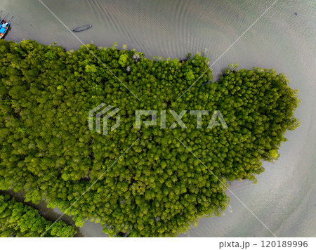 Amazing abundant mangrove forest, Aerial view of forest trees Rainforest ecosystem and healthy environment background, Texture of green trees forest top down, High angle view 120189996
