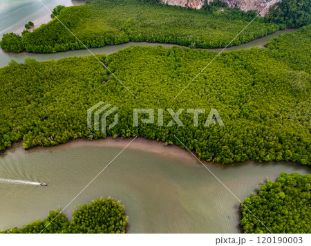 Amazing abundant mangrove forest, Aerial view of forest trees Rainforest ecosystem and healthy environment background, Texture of green trees forest top down, High angle view Amazing abundant mangrove forest, Aerial view of forest trees Rainforest ecosystem and healthy environment background, Texture of green trees forest top down, High angle view 120190003